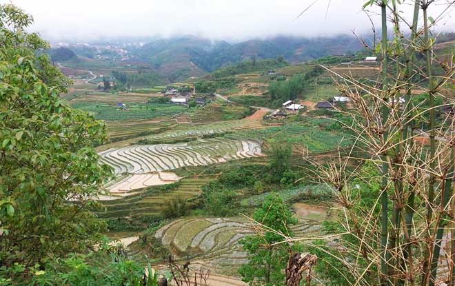 Rizières en terrasse à Sapa