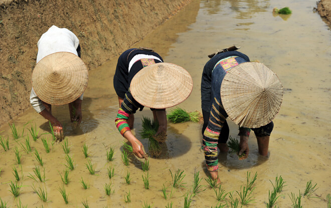 Repiquage du riz avec des Lolo noirs