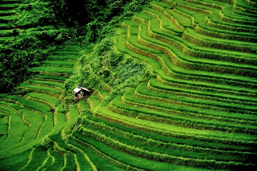 Les rizières en terrasse à Sapa