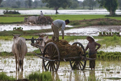 campagne-de-kampot