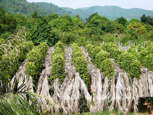 Plantation de poivre