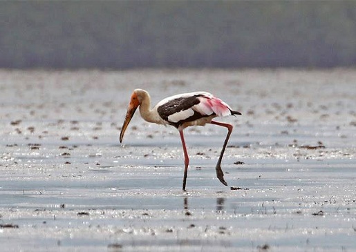 mangrove-sihanoukville
