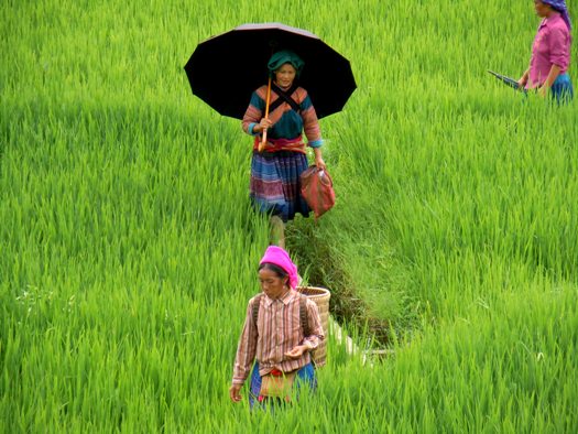 sapa nord vietnam