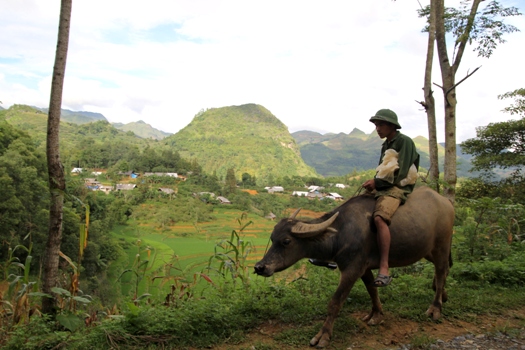 Homme avec son buffle
