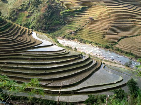 Rizière en terrasse