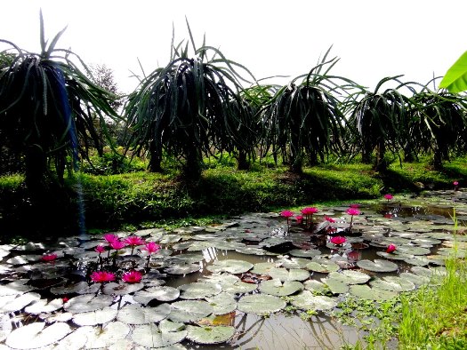 Sublime jardin de fruits au delta du Mekong