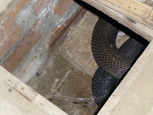 Un cobra sous l'abri 