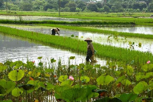 baie d'halong terrestre
