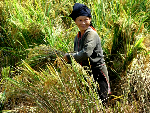 ethnie minoritaire nord vietnam