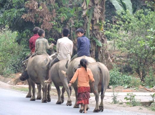 Visiter le Nord Vietnam 