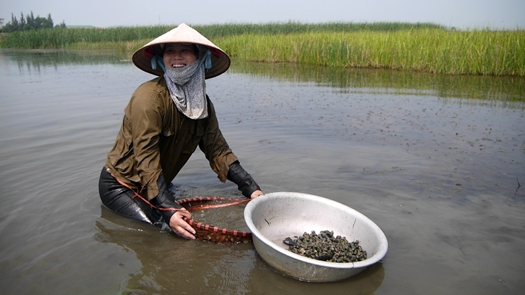 Une pêcheuse de coquillages à Van Long, Ninh Binh 
