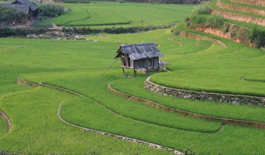 Les rizières à Mu Cang Chai, Nord Vietnam