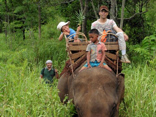 Balade à dos d'éléphant 