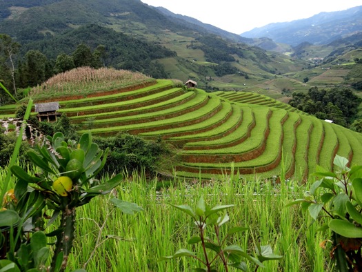 Rizières en terrasses de Mu Cang Chai 