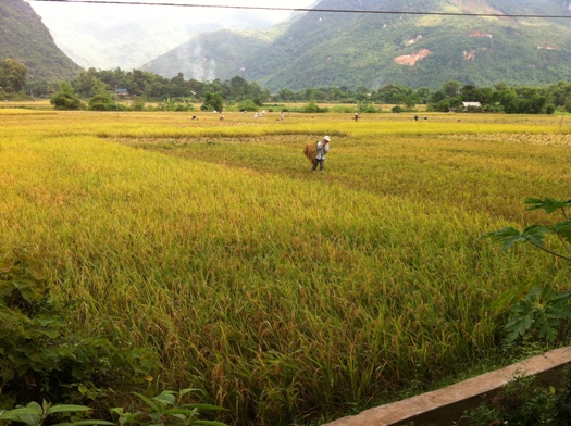 Récolte de riz au Nord Vietnam 