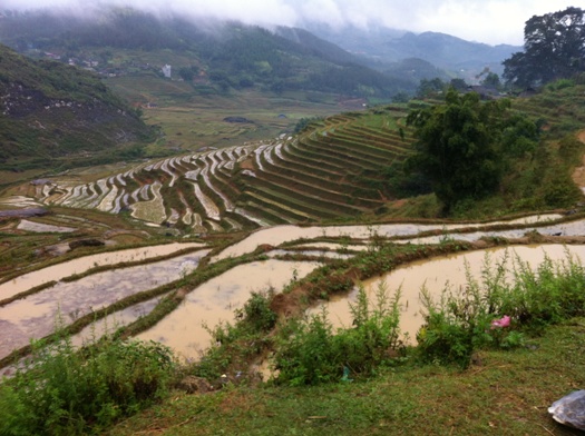 Rizières en terrasses 