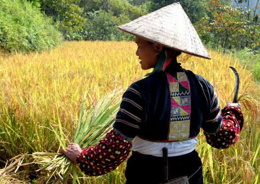 Récolte du riz chez les Lolo noir