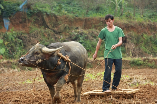 Le paysan et son buffle 