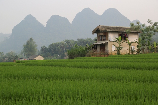 paysage vietnamien 