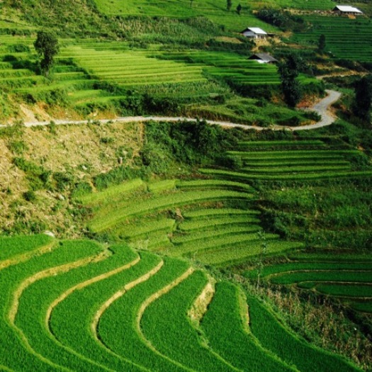 rizières en terrasse, nord du vietnam