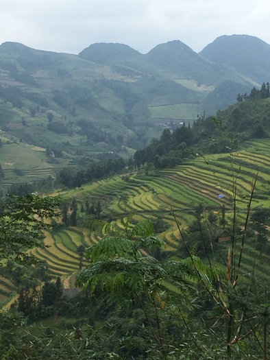 Rizières en terrasse, Nord Vietnam 