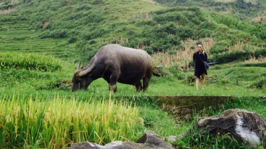 Travail au champs, nord du vietnam