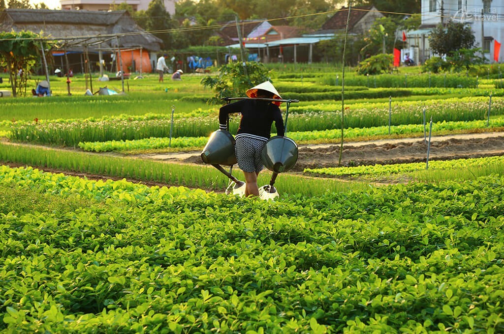 arroser les legumes village tra que hoi an