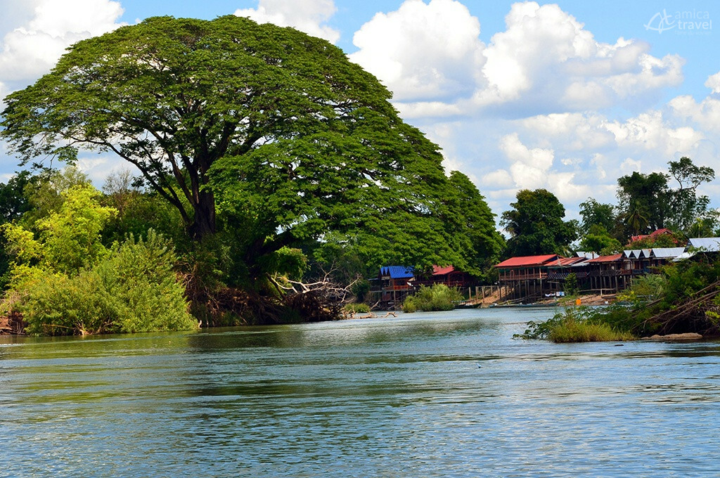Le long de la rivière arbre rivière sud laos