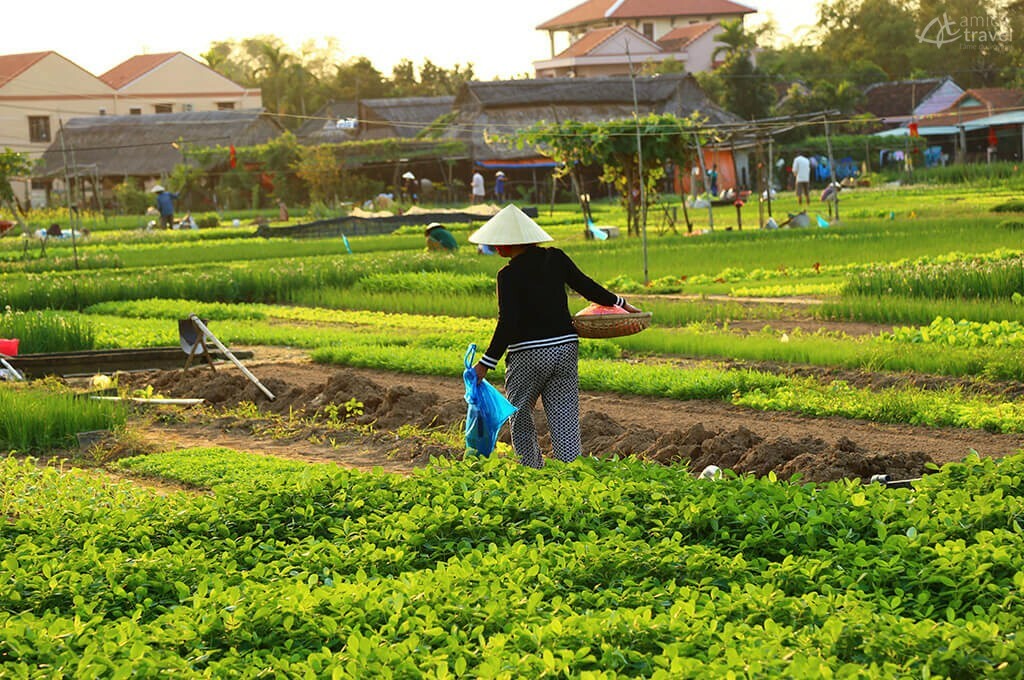 village legumes tra que hoi an