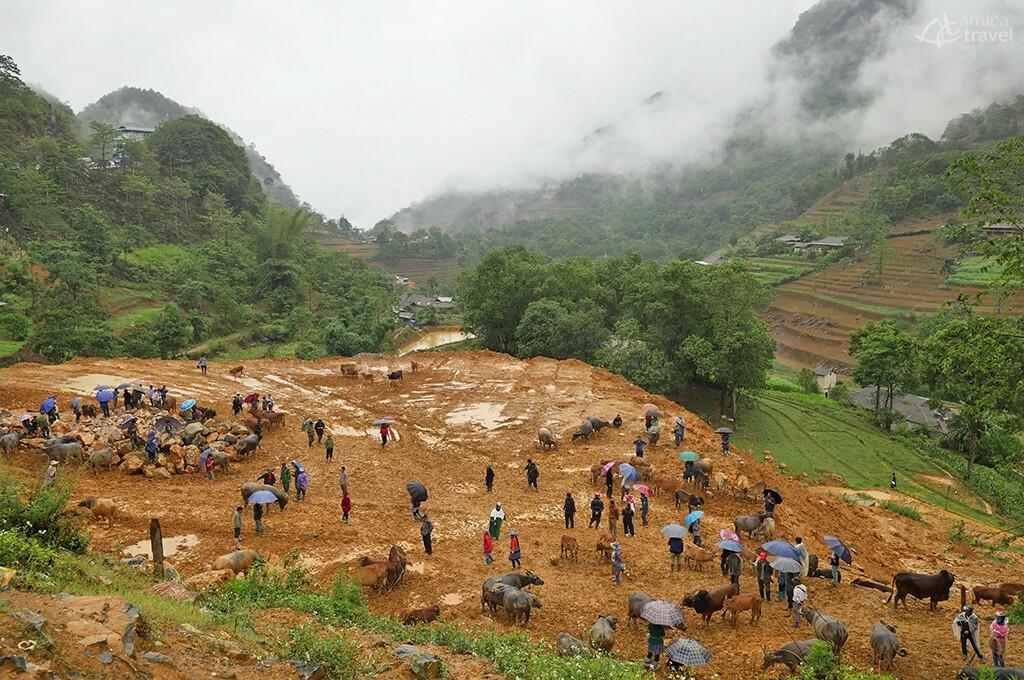 marche bestiaux can cau