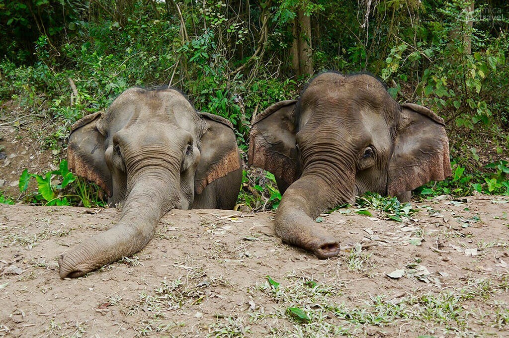 éléphants laos