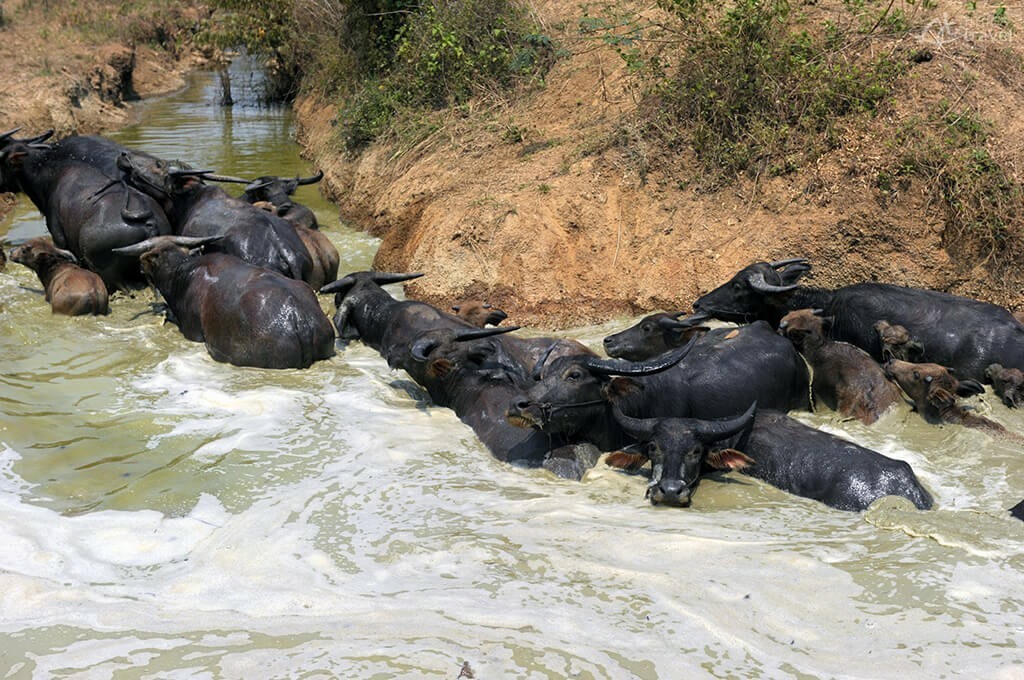 Campagne Preah Vihear