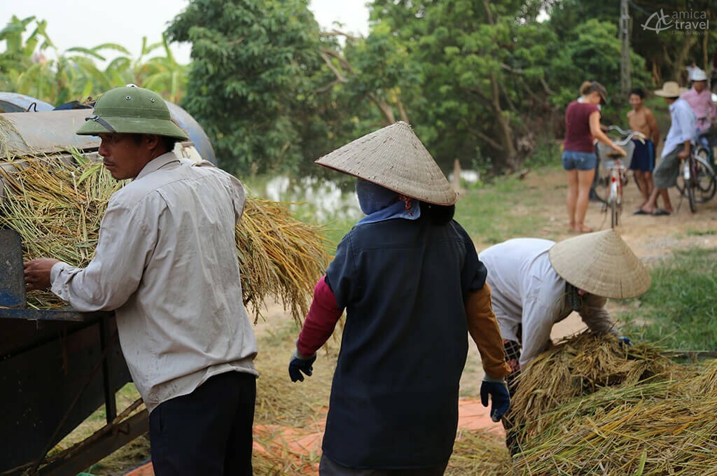 saison recolte Ninh Binh