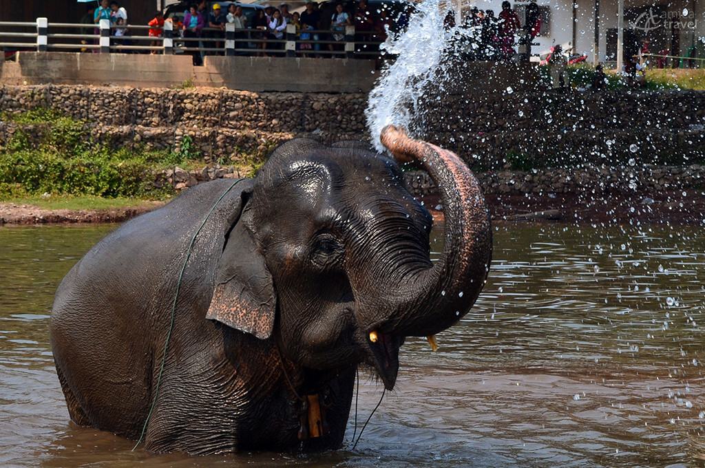 elephant eau bain trompe