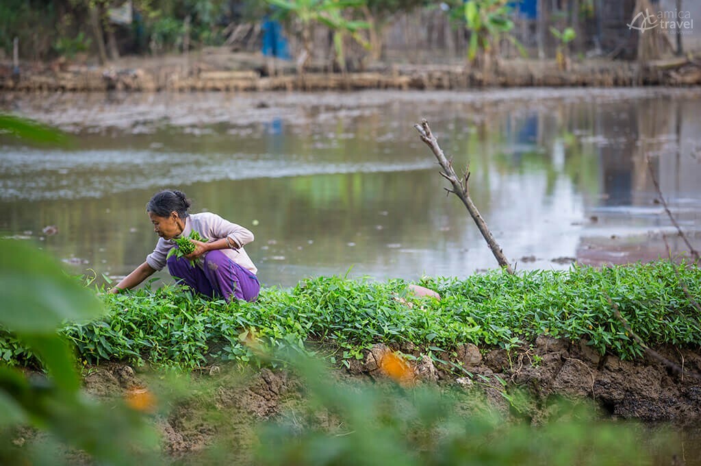 plantation légumes Ninh Binh