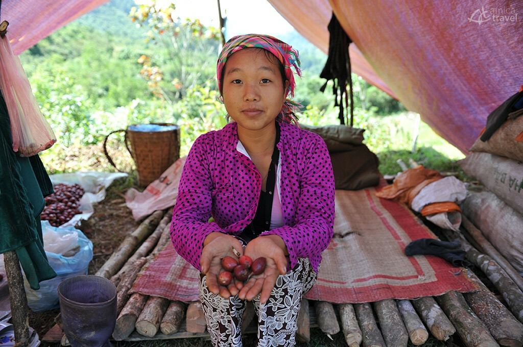 fille monsieur so tenant baies de cardamomes