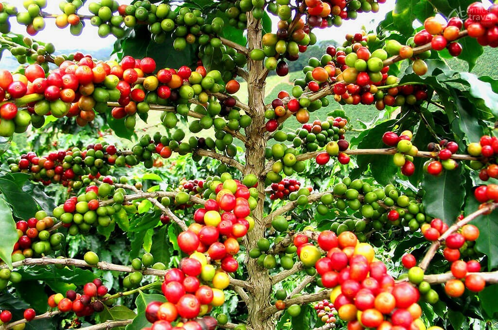 Plantation Café Plateau des Bolovens Plantation Café Plateau des Bolovens Voyage Laos