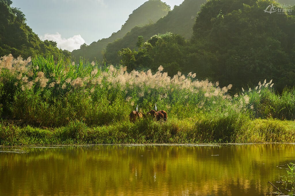 La réserve aux oiseaux de Thung Nham, Tam Coc thung nang tam coc ninh binh