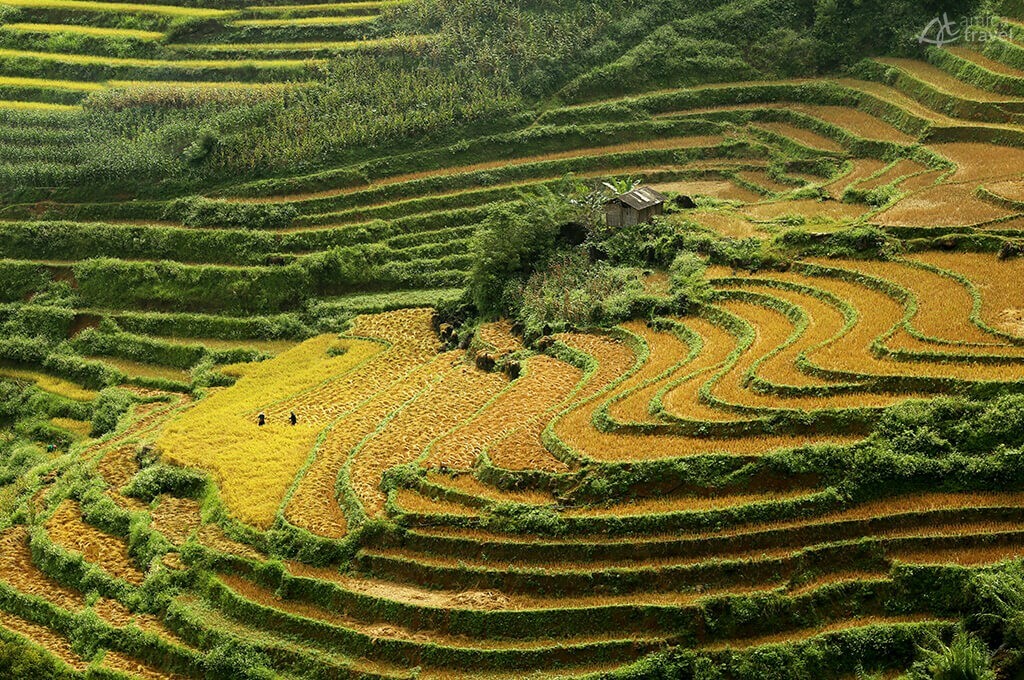 Rizières en terrasse Bac Ha