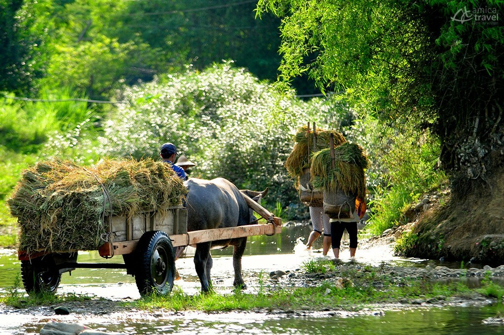 saison recolte pu luong