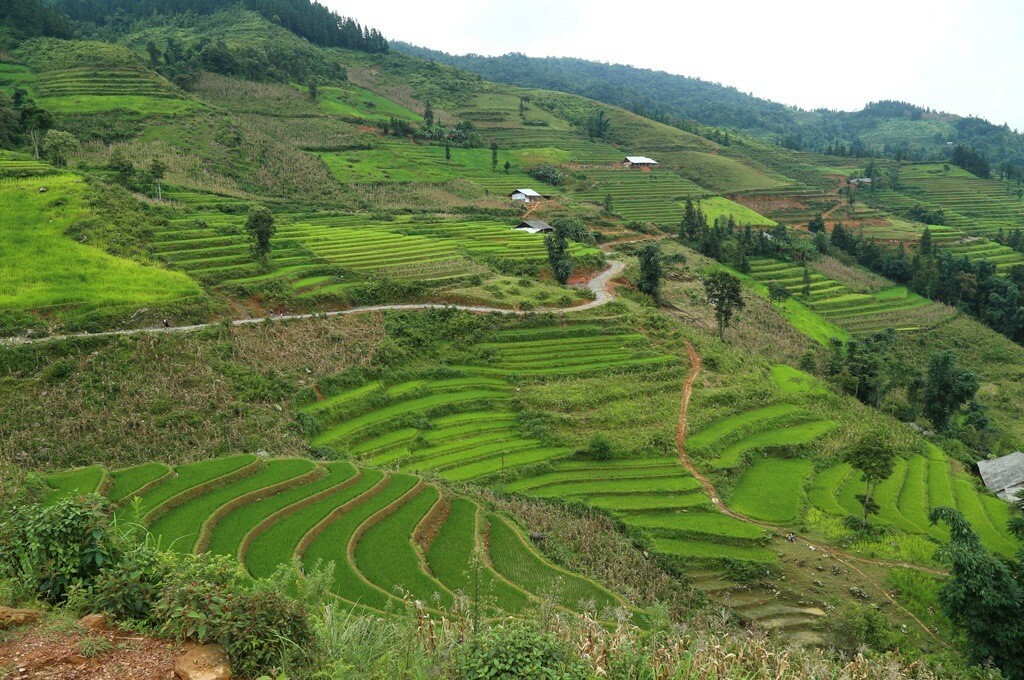 rizières en terrasse bac ha vietnam