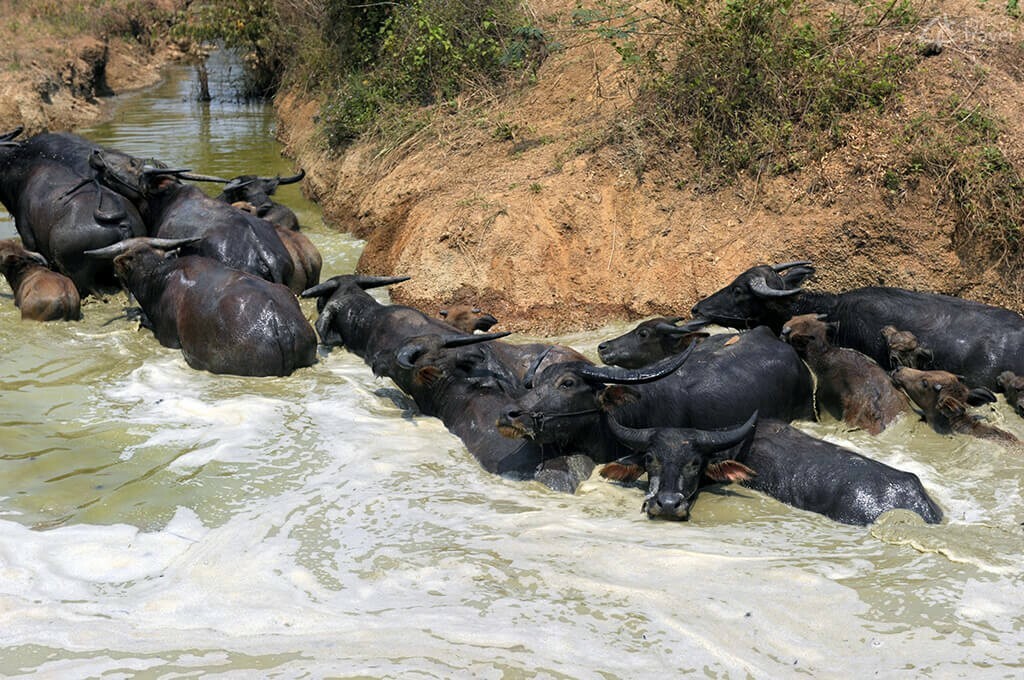 Preah Vihear Cambodge