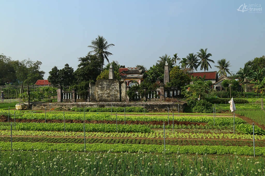 champs legumes village tra que hoi an