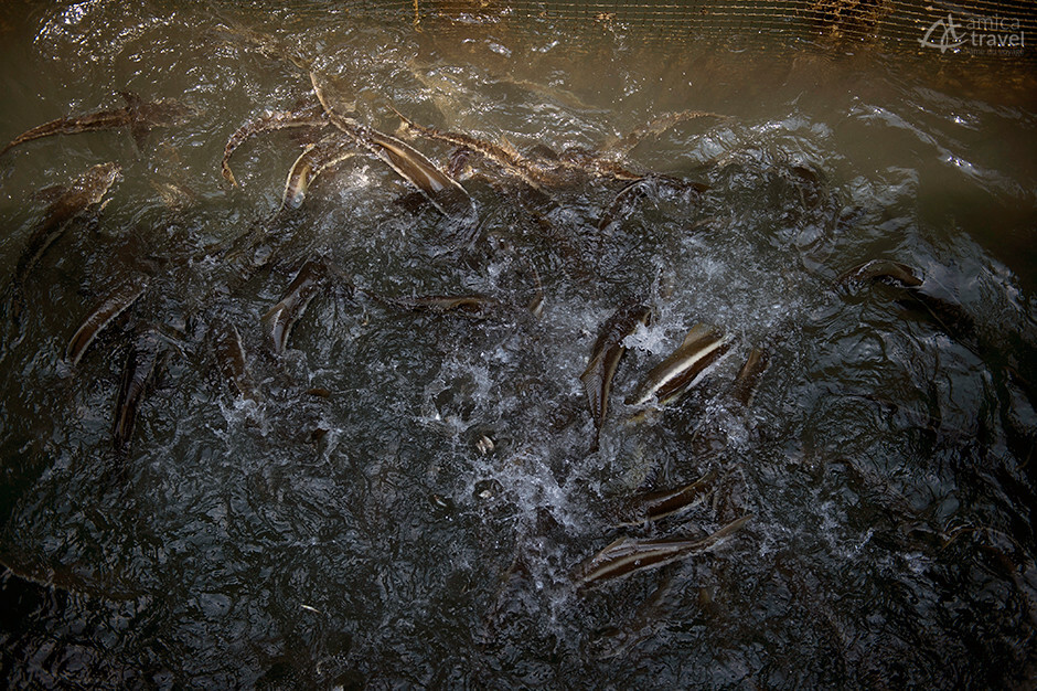 Elevage de requins requins koh kong