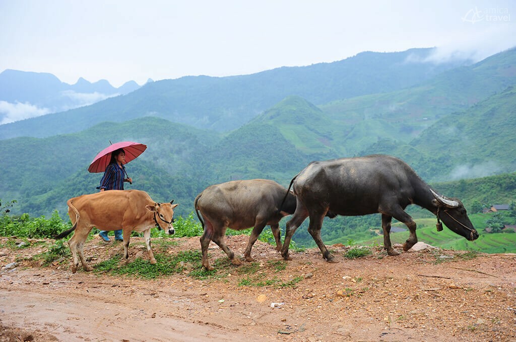 fille ethnique Ha Giang Nord Vietnam