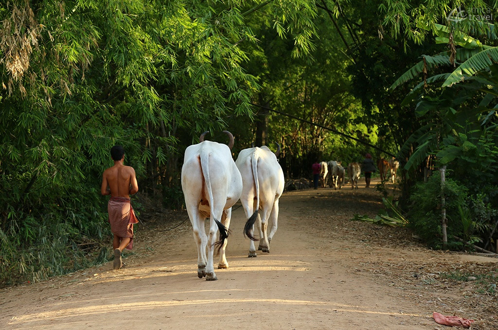 vie quotidienne koh dach