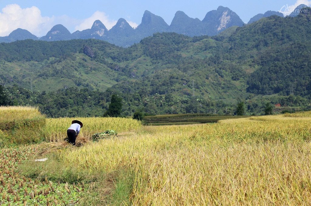 Saison de récolte du riz champs vue ha giang agricole