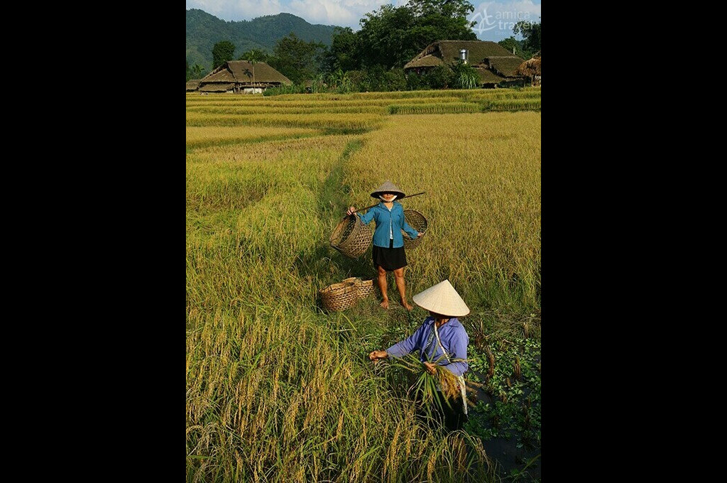 Saison des récoltes du riz saison recolte de riz massif tay con linh