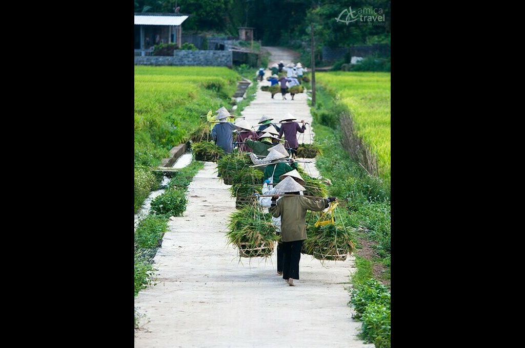 saison récolte Mai Chau