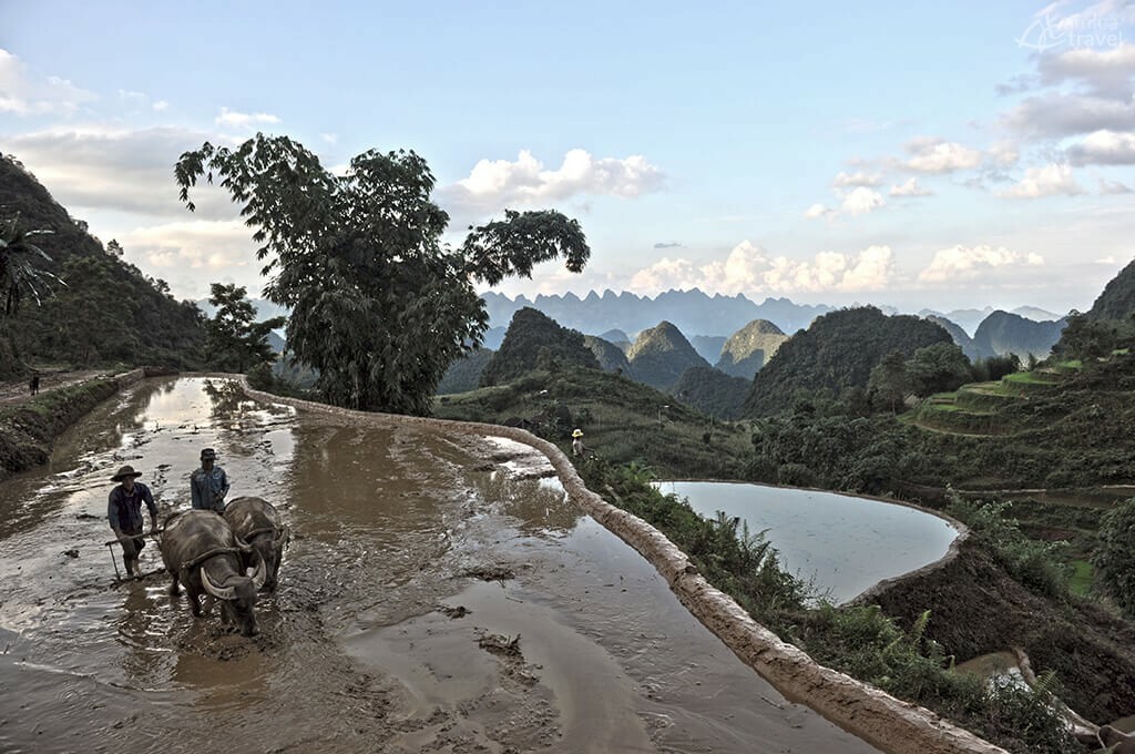 Travail sur les rizières en terrasse Cao Bang Nord Vietnam